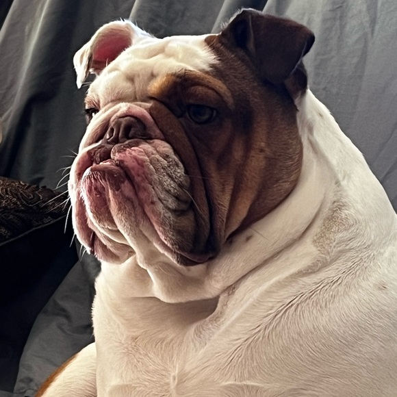 Our Baby Girl Miss Bella B - Picture 6 of 16